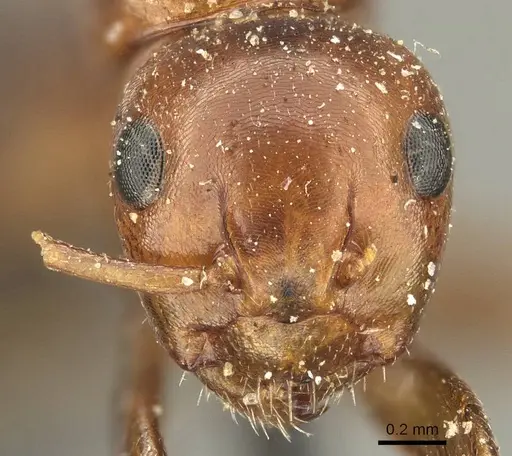 Camponotus sicheli specimen CASENT0915679 image casent0915679_2