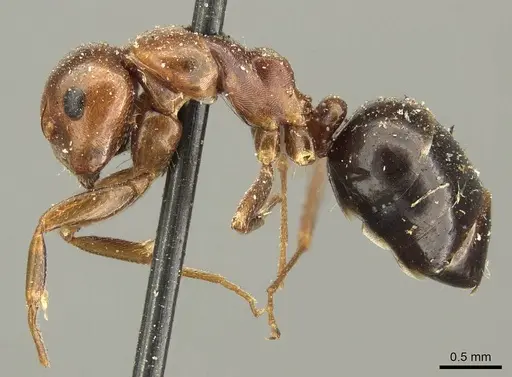 Camponotus sicheli specimen CASENT0915679 image casent0915679_3