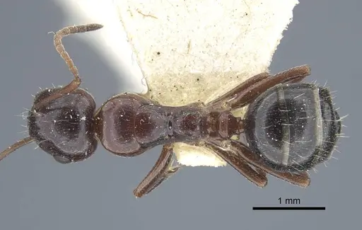 Camponotus sicheli specimen CASENT0917162 image casent0917162_1