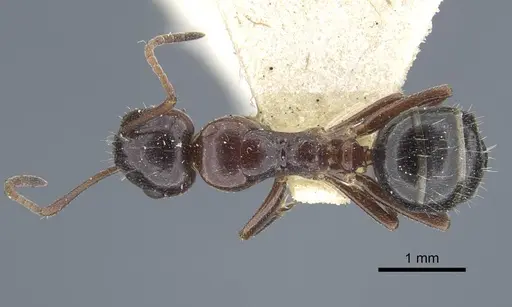 Camponotus sicheli specimen CASENT0917162 image casent0917162_2
