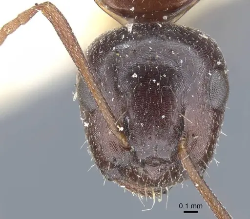 Camponotus sicheli specimen CASENT0917162 image casent0917162_3