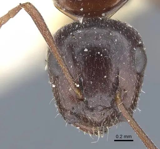 Camponotus sicheli specimen CASENT0917162 image casent0917162_4