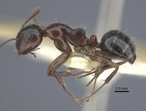 Camponotus sicheli specimen CASENT0917162 image casent0917162_5