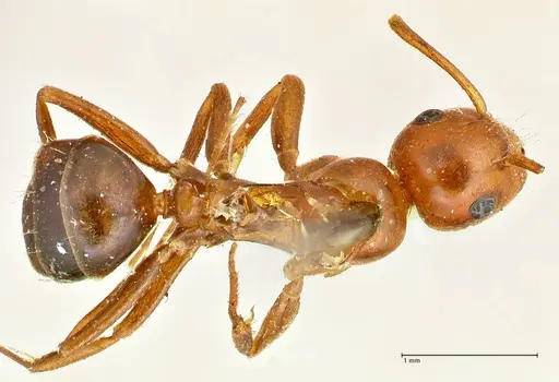 Camponotus sicheli specimen FOCOL2485 image focol2485_1