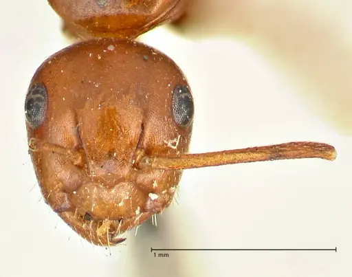 Camponotus sicheli specimen FOCOL2485 image focol2485_2