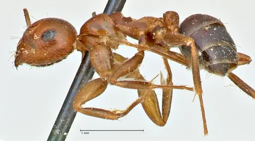 Camponotus sicheli specimen FOCOL2485 image focol2485_3