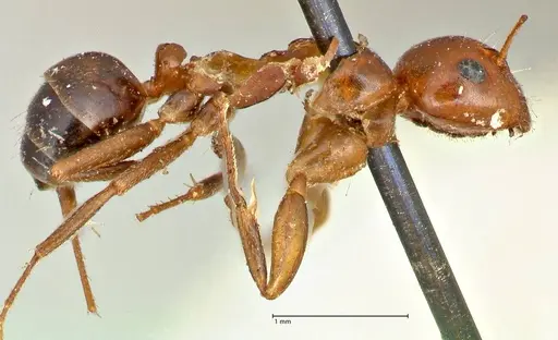 Camponotus sicheli specimen FOCOL2485 image focol2485_4