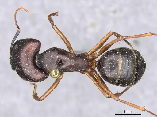 Camponotus siemsseni specimen CASENT0910289 image casent0910289_1