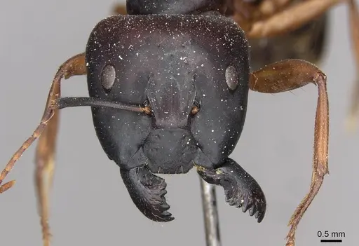 Camponotus siemsseni specimen CASENT0910289 image casent0910289_2