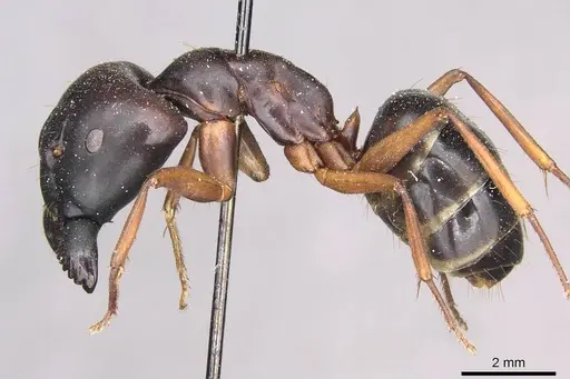Camponotus siemsseni specimen CASENT0910289 image casent0910289_3
