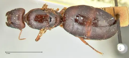 Camponotus siemsseni specimen FOCOL2450 image focol2450_1