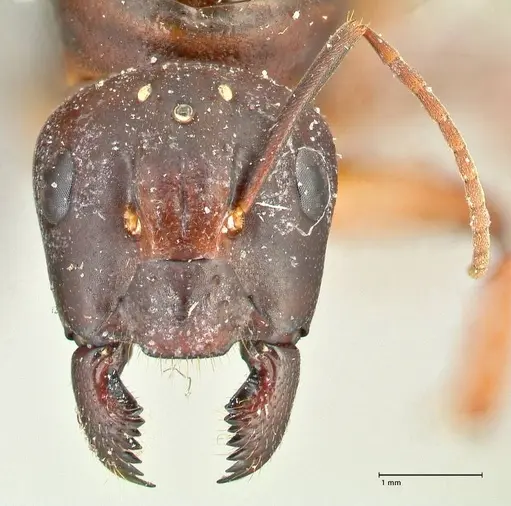 Camponotus siemsseni specimen FOCOL2450 image focol2450_2