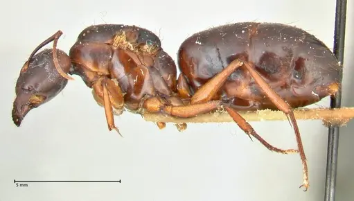 Camponotus siemsseni specimen FOCOL2450 image focol2450_3
