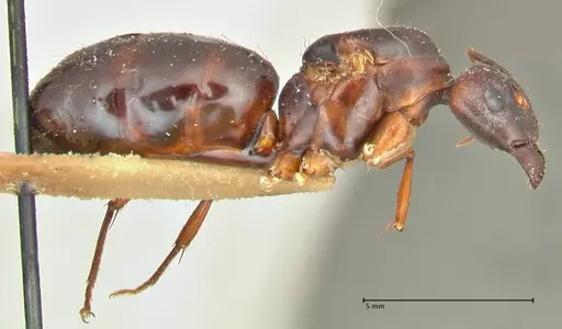 Camponotus siemsseni specimen FOCOL2450 image focol2450_4
