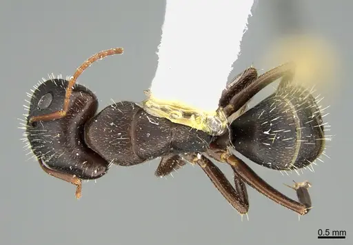 Camponotus silvestrii specimen ANTWEB1041556 image antweb1041556_1