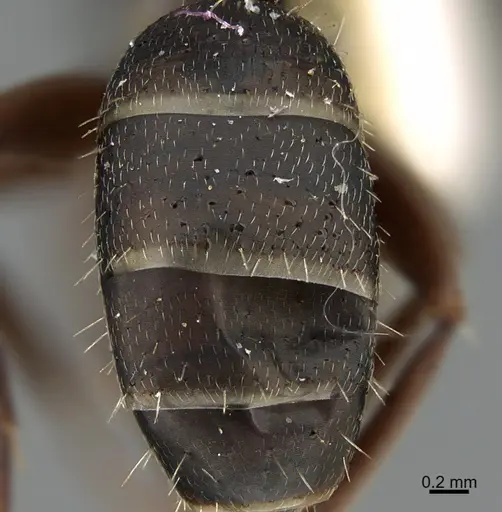 Camponotus silvestrii specimen ANTWEB1041556 image antweb1041556_2