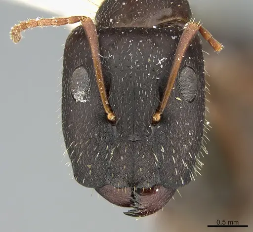 Camponotus silvestrii specimen ANTWEB1041556 image antweb1041556_3