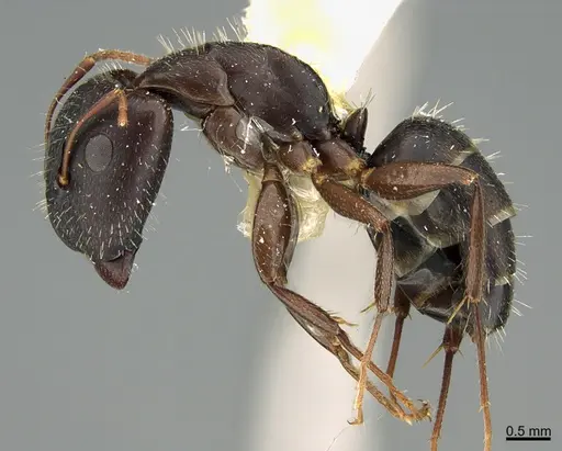 Camponotus silvestrii specimen ANTWEB1041556 image antweb1041556_4