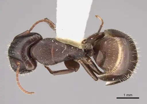 Camponotus silvestrii specimen CASENT0217702 image casent0217702_1