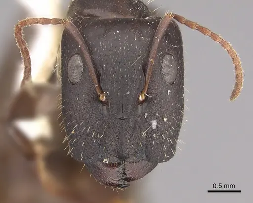 Camponotus silvestrii specimen CASENT0217702 image casent0217702_2
