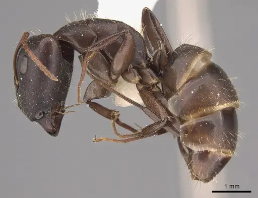 Camponotus silvestrii specimen CASENT0217702 image casent0217702_3