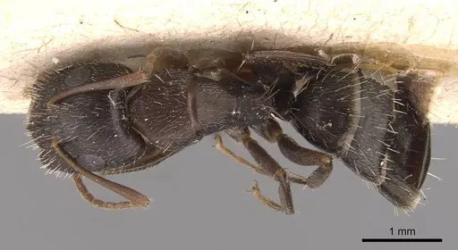 Camponotus silvestrii specimen CASENT0905491 image casent0905491_1