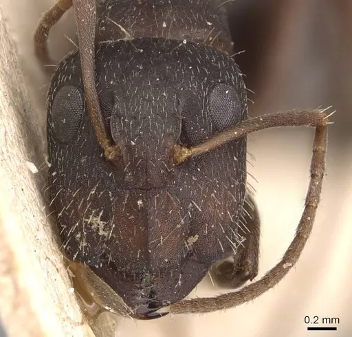Camponotus silvestrii specimen CASENT0905491 image casent0905491_2