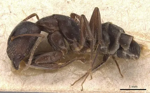 Camponotus silvestrii specimen CASENT0905491 image casent0905491_3