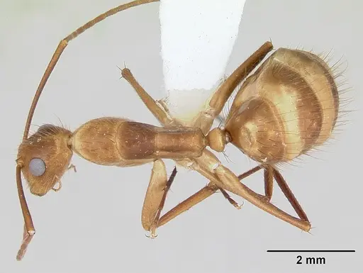 Camponotus silvicola specimen CASENT0173453 image casent0173453_1