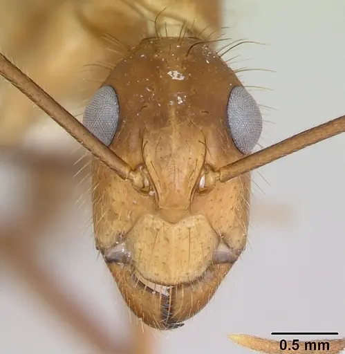 Camponotus silvicola specimen CASENT0173453 image casent0173453_2