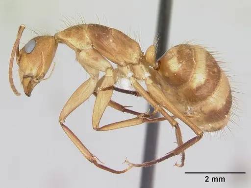 Camponotus silvicola specimen CASENT0173453 image casent0173453_3