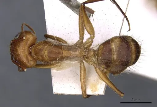 Camponotus silvicola specimen CASENT0910036 image casent0910036_1