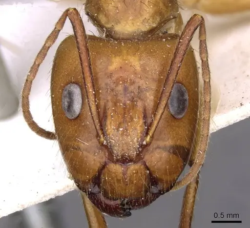 Camponotus silvicola specimen CASENT0910036 image casent0910036_2