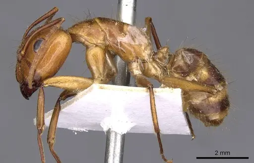 Camponotus silvicola specimen CASENT0910036 image casent0910036_3