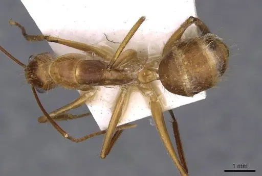 Camponotus silvicola specimen CASENT0910037 image casent0910037_1