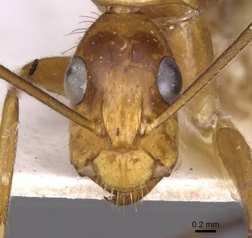 Camponotus silvicola specimen CASENT0910037 image casent0910037_2