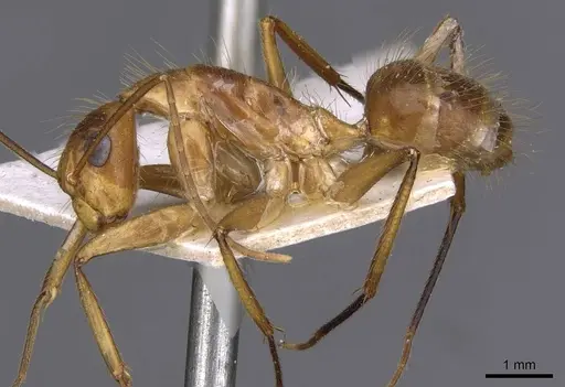 Camponotus silvicola specimen CASENT0910037 image casent0910037_3