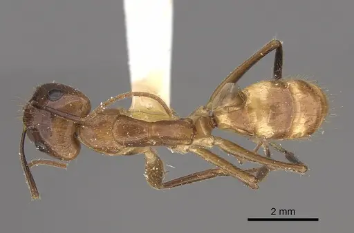 Camponotus silvicola specimen CASENT0923550 image casent0923550_1