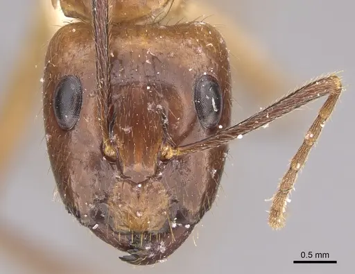 Camponotus silvicola specimen CASENT0923550 image casent0923550_2