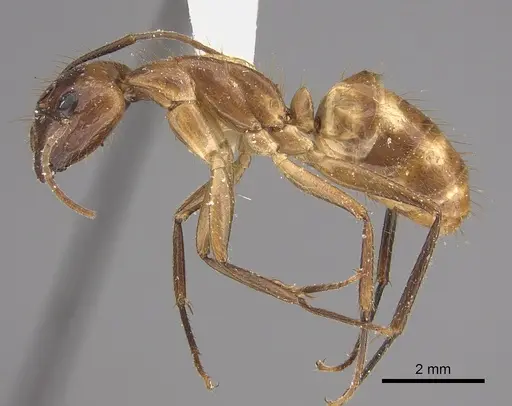 Camponotus silvicola specimen CASENT0923550 image casent0923550_3