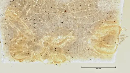 Camponotus silvicola specimen FOCOL2975 image focol2975_1