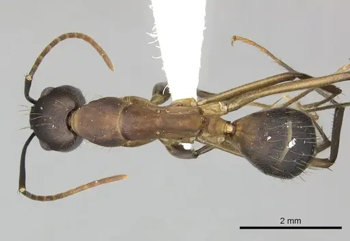 Camponotus simillimus specimen CASENT0249609 image casent0249609_1