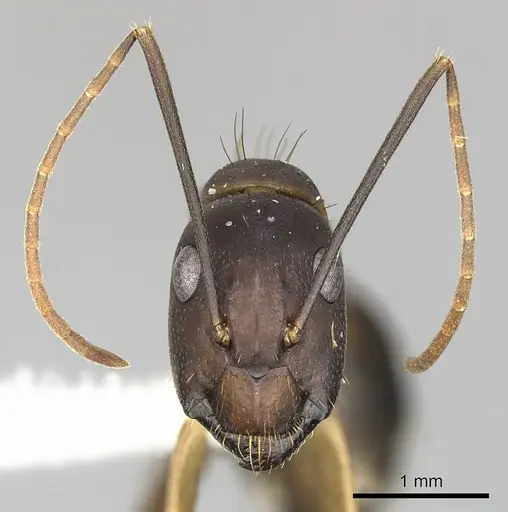 Camponotus simillimus specimen CASENT0249609 image casent0249609_2