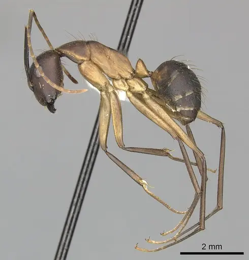 Camponotus simillimus specimen CASENT0249609 image casent0249609_3