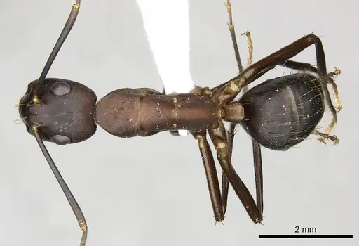 Camponotus simillimus specimen CASENT0249611 image casent0249611_1