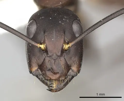 Camponotus simillimus specimen CASENT0249611 image casent0249611_2