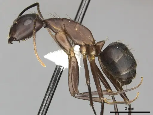 Camponotus simillimus specimen CASENT0249611 image casent0249611_3