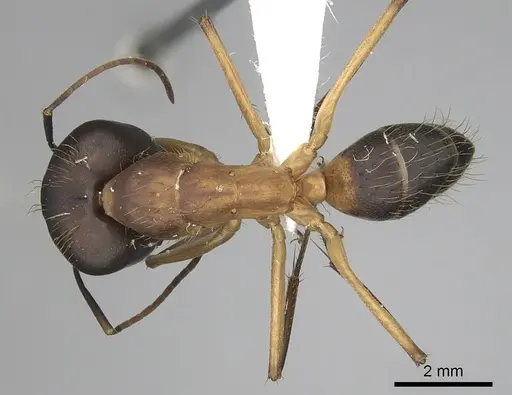 Camponotus simillimus specimen CASENT0280057 image casent0280057_1