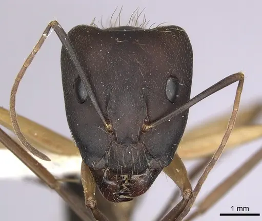 Camponotus simillimus specimen CASENT0280057 image casent0280057_2