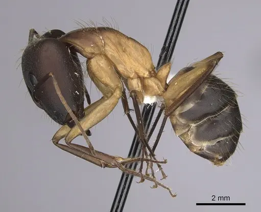 Camponotus simillimus specimen CASENT0280057 image casent0280057_3